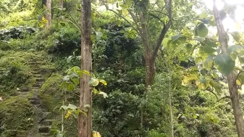 Green Charm on the Hillside: Stock Footage 329242397