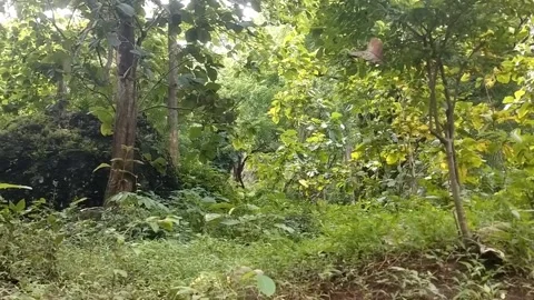 The Green Charm of Tropical Forests Stock Footage 329242327