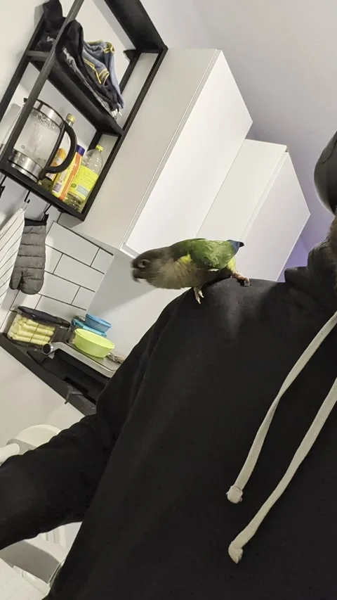 Green Cheek Conure Dancing to a Colander!, Netherlands - 14 Dec 2025 Stock Footage 324207417