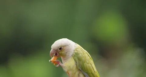 Green Cheek Conure Eating Mango Fruit Close Up Pyrrhura Molinae Parrot 動画素材 339739862