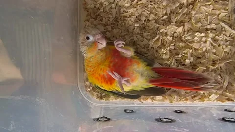 Green Cheek Conure Lying on its Back Stock Footage 237587118