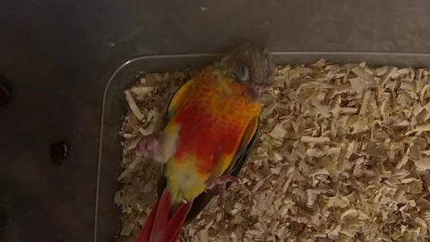 Green Cheek Conure Lying on its Back Stock Footage 237587120
