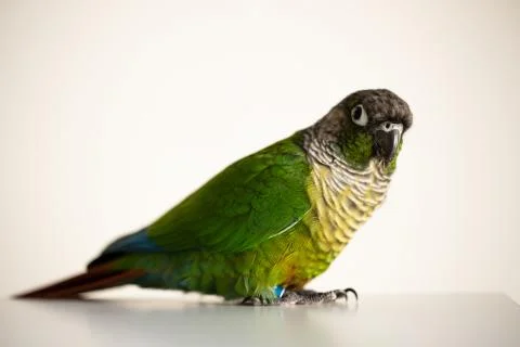 Green Cheek Conure Stock Photos