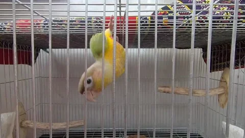 Green Cheek Conure Playing and Hanging Stock Footage 237587162