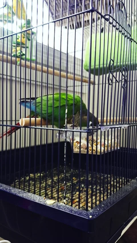Green Cheek Conure Snack Time Video stock 325776601