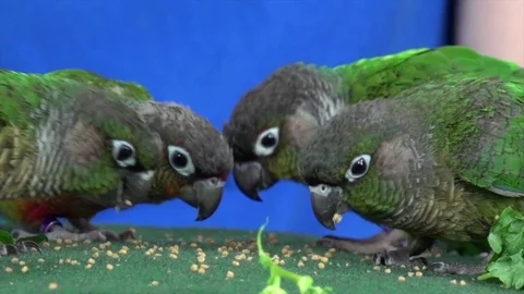 Green Cheek conures Stock Footage 81214741