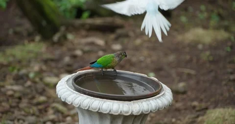 Green-cheeked Conure and White Ringneck Parakeet at Bird Bath at Jeju Flower Видео 339737872
