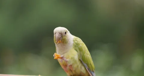Green-cheeked Conure Eating Fruit Extreme Close-up at Jeju Flower Bird Park in 스톡 동영상 339737774