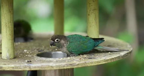 Green-cheeked Conure Feeding at Bird Feeder Close-up at Jeju Flower Bird Park 스톡 동영상 339737755