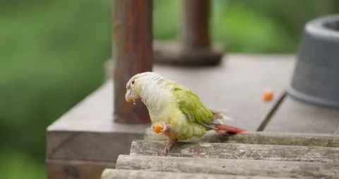 Green-cheeked Conure Holding and Eating Fruit on Wooden Ledge at Jeju Flower 動画素材 339737828