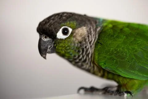 Green Cheeked Conure Stock Photos