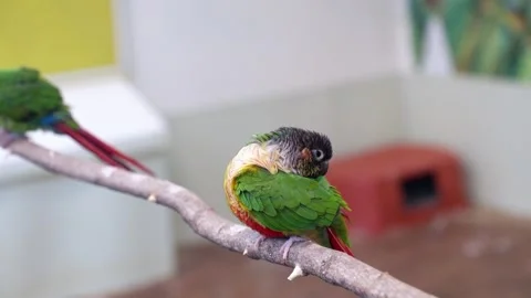 Green-cheeked Conure Preening And Perching On Wood At Rabbit's Forest Zoo Cafe 스톡 동영상 320877380