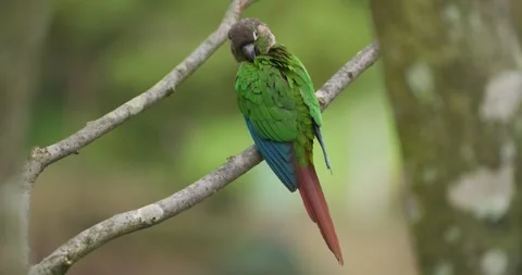 Green-cheeked Conure Preening Feathers on Branch at Jeju Flower Bird Park in 스톡 동영상 339737938