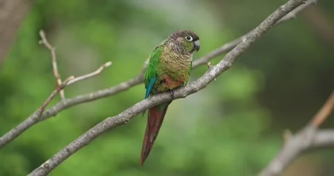Green-cheeked Conure Singing Calling Perched on Branch at Jeju Flower Bird Park 스톡 동영상 339738057