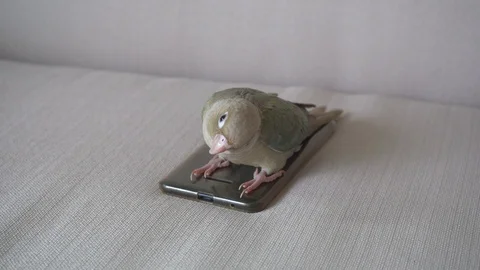 Green-cheeked parakeet biting a smartphone Stockbeeldmateriaal 122490178