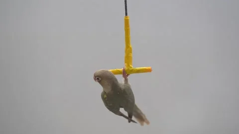 Green-cheeked parakeet Stock Footage 233671526
