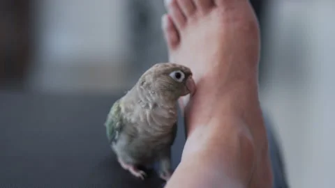 Green-cheeked parakeet Vídeos de archivo 233671810