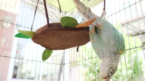 Green-cheeked parakeet Stock Footage 233672281