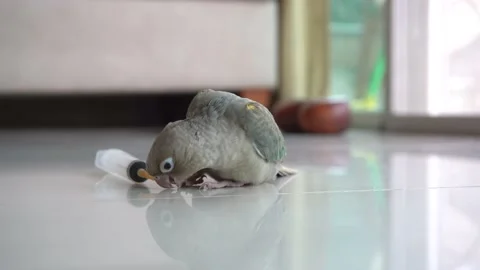 Green-cheeked parakeet Stock Footage 233676247