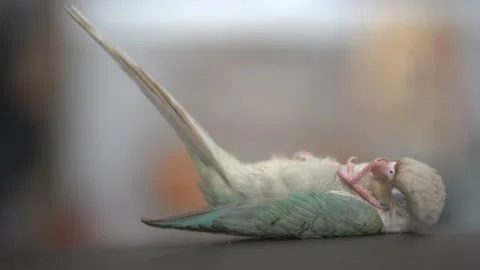 Green-cheeked parakeet Stock Footage 233676484