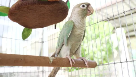 Green-cheeked parakeet Video stock 260363292