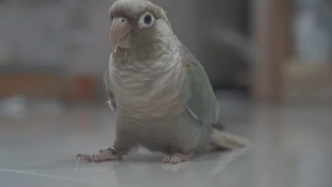 Green-cheeked parakeet Stock Footage 260363633