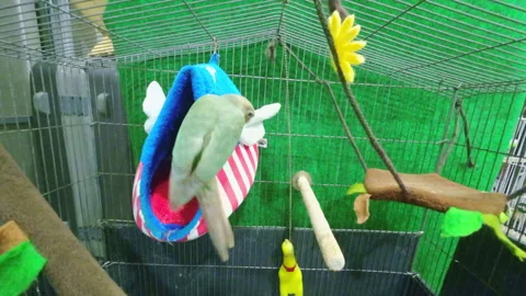 Green-cheeked parakeet 스톡 동영상 276721556