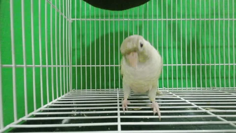 Green-cheeked parakeet Stock Footage 302889396