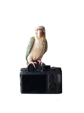 Green-cheeked parakeet 스톡 일러스트