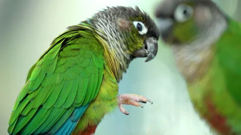 Green-cheeked Parakeet or Conure (Pyrrhura molinae) Eating Sunflower Seed 스톡 동영상 223498205
