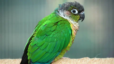 Green-cheeked Parakeet or Conure (Pyrrhura molinae) Perched - close-up 库存影片 223498480