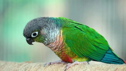 Green-cheeked Parakeet or Conure (Pyrrhura molinae) Foraging - Close up Video stock 223498717