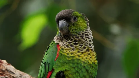 Green-cheeked Parakeet perched 스톡 동영상 140292441