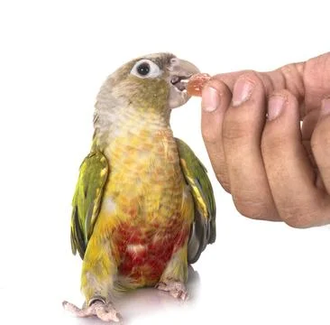 Green-cheeked parakeet in studio Stock Photos