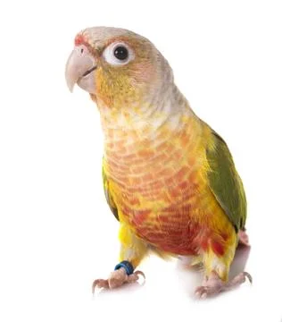 Green-cheeked parakeet in studio Stock Photos