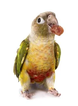 Green-cheeked parakeet in studio Stock Photos
