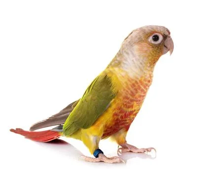 Green-cheeked parakeet in studio Stock Photos
