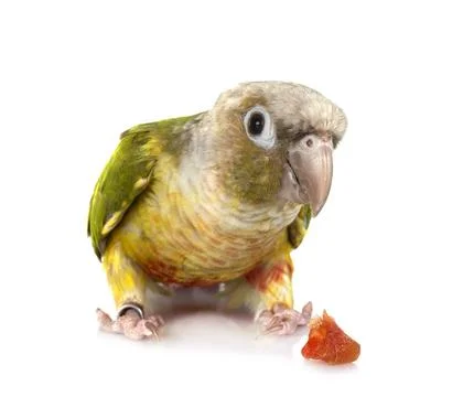 Green-cheeked parakeet in studio Stock-Fotos