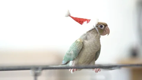 Green-cheeked parakeet wearing santa cross hats Stock Footage 122493053