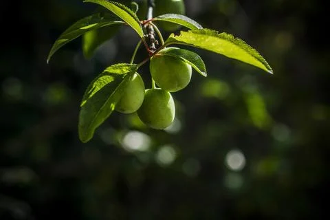 Green cherries on a branch Stock Photos