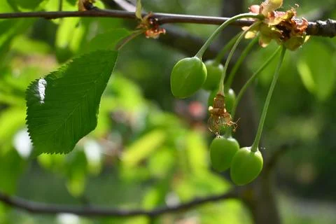 Green Cherries Growing on Tree, Fruit Development Close-Up Fotos Stock