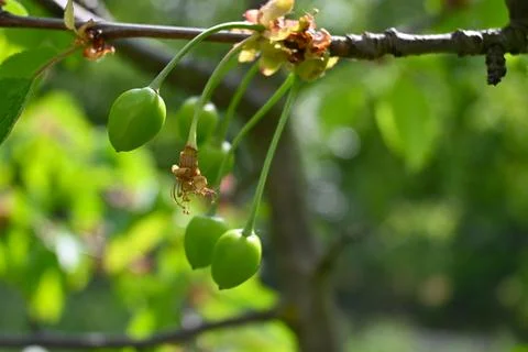 Green Cherries Growing on Tree, Fruit Development Close-Up 写真素材
