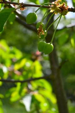 Green Cherries Growing on Tree, Fruit Development Close-Up Фото