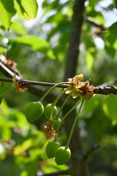 Green Cherries Growing on Tree, Fruit Development Close-Up Фото
