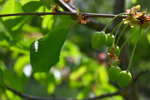 Green Cherries Growing on Tree, Fruit Development Close-Up 写真素材