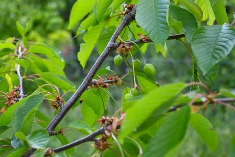 Green Cherries Growing on Tree, Fruit Development Close-Up Stockfoto's