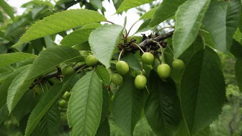 Green cherries on a tree branch. Stock Photos