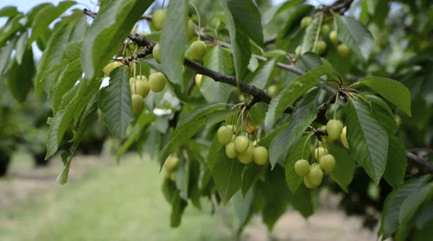 Green cherries on a tree Stock Footage 38385337