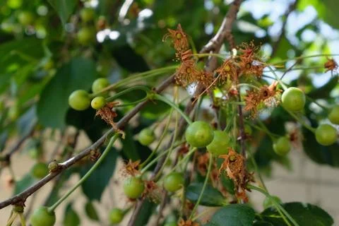 Green cherries on the tree Stock-Fotos
