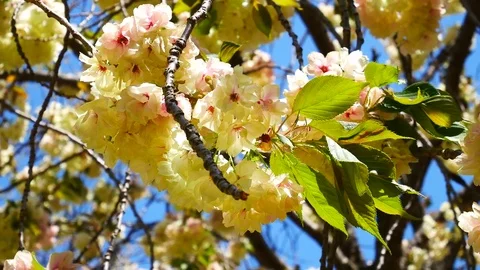 Green Cherry Blossoms 4k 스톡 동영상 77116863